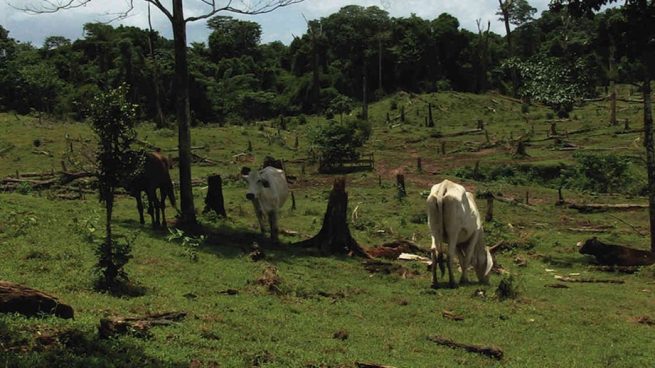 Solo se ha cumplido con el 16 % de adjudicación de tierras previsto en el Acuerdo de Paz: Procuraduría