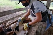 En 8 días Colombia vacunó contra aftosa 2,3 millones de bovinos y bufalinos
