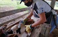 En 8 días Colombia vacunó contra aftosa 2,3 millones de bovinos y bufalinos
