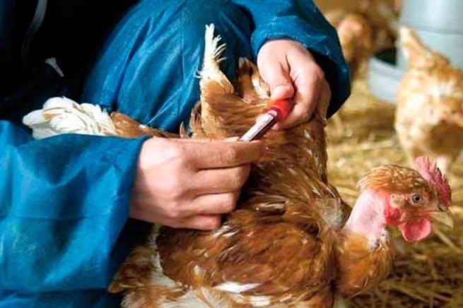 Decretada Emergencia Sanitaria por presencia de Influenza aviar en Aves de Traspatio