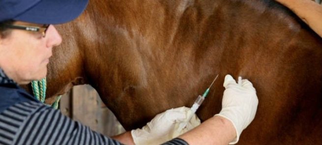 El ICA descarta presencia de casos de encefalitis equina venezolana en La Guajira
