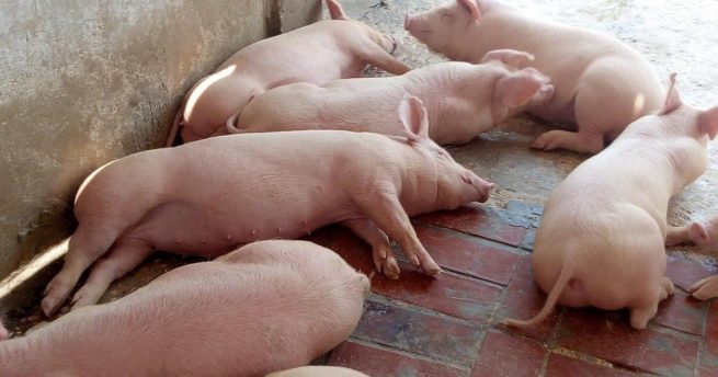 Colombia podrá iniciar las exportaciones de carne de cerdo y derivados cárnicos a Singapur