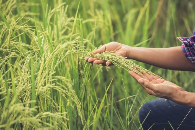 Minagricultura apoyará a los arroceros para aumentar la productividad
