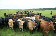 Conozca las metas en ganadería sostenible colombiana para el 2023