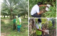 Inspección, vigilancia y control a cultivos de palma de aceite de La Guajira