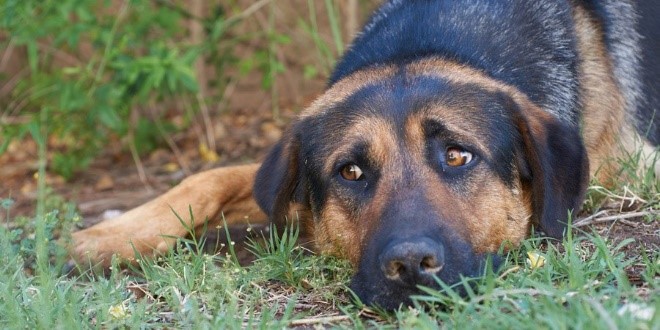 Fiscalía imputó a 239 personas por ocasionarles la muerte o maltratar a animales en 2022