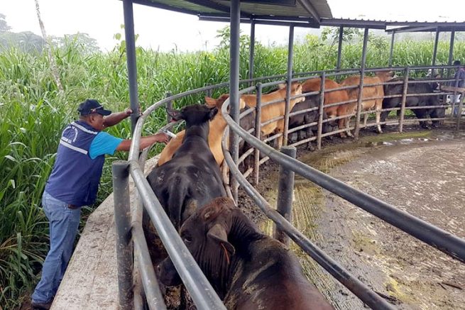 14 millones de bovinos contra la fiebre aftosa se han vacunado en Colombia