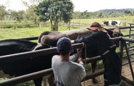 El 22 de diciembre culminará segundo ciclo de vacunación 2022 contra la fiebre aftosa bovina y bufalina