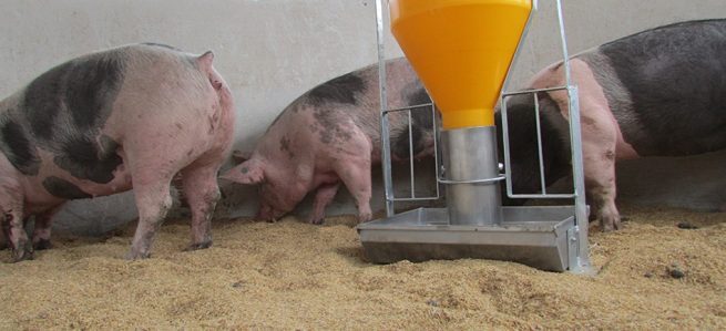 Viajeros deben abstenerse de ingresar a Colombia productos y subproductos de origen porcícola