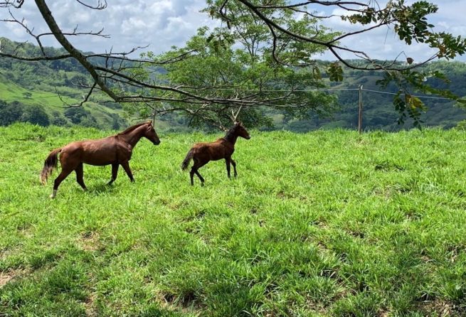 Se evaluará el bienestar animal de los équidos en Colombia