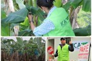 Productores de plátano y banano en frontera con Venezuela a reforzar medidas por el Fusarium R4T