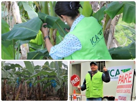 Productores de plátano y banano en frontera con Venezuela a reforzar medidas por el Fusarium R4T