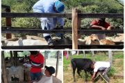 En La Guajira, ICA atiende notificaciones por presencia de cuadros clínicos compatibles con enfermedades de control oficial