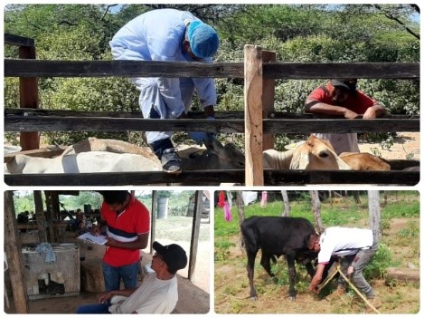 En La Guajira, ICA atiende notificaciones por presencia de cuadros clínicos compatibles con enfermedades de control oficial