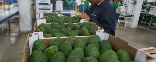 MinAgricultura pide a exportadores emplear métodos de producción más sostenibles para acatar legislación de la UE