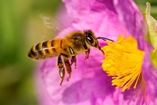 Cesar, uno de los departamentos en los que más eventos de muerte de abejas se reportaron en el último año