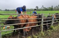 En segundo ciclo de 2022, Colombia vacunó contra aftosa el 98,9 % del hato bovino y bufalino del país