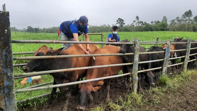 En segundo ciclo de 2022, Colombia vacunó contra aftosa el 98,9 % del hato bovino y bufalino del país