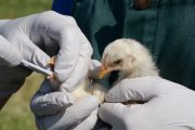 Ecuador confirma primer caso de influenza aviar en humanos
