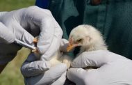 Ecuador confirma primer caso de influenza aviar en humanos