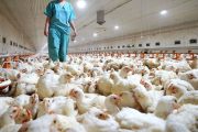 El ICA avanza en el control y erradicación de los focos de influenza aviar