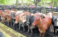 Argelia, nuevo destino para la carne bovina de origen colombiano