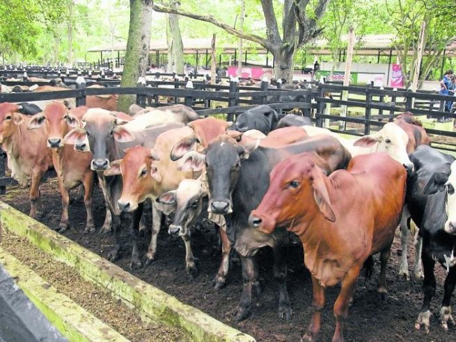 Argelia, nuevo destino para la carne bovina de origen colombiano