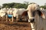 China levanta las restricciones para la carne bovina y porcina colombiana