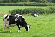 España detecta un caso de enfermedad de las vacas locas atípica, según la OMSA