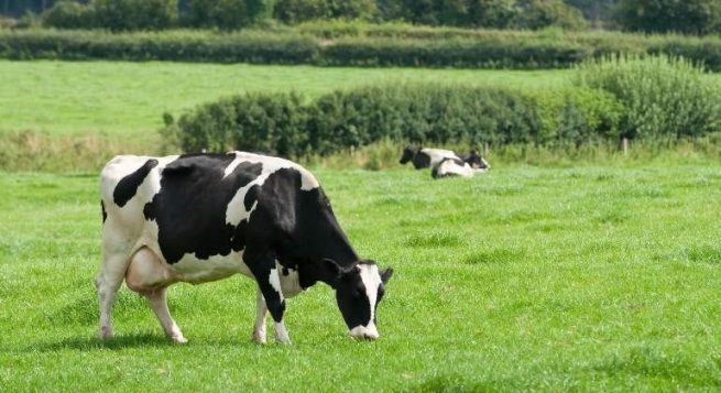España detecta un caso de enfermedad de las vacas locas atípica, según la OMSA