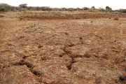 Se pronostica que fenómeno de El Niño llegue a mitad de año, con posibles sequías