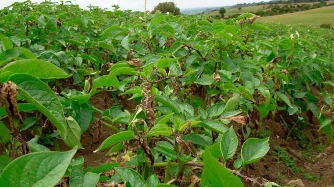 Las plagas destruyen más del 40 % de la producción de cultivos
