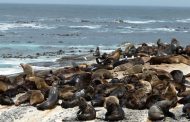 La gripe aviar mata a cientos de lobos marinos en áreas protegidas de Perú