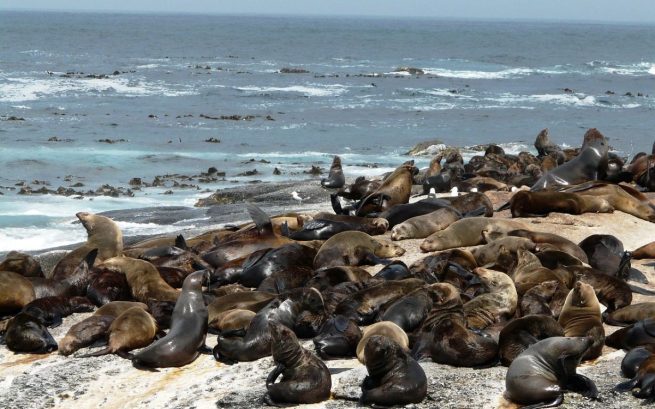 La gripe aviar mata a cientos de lobos marinos en áreas protegidas de Perú