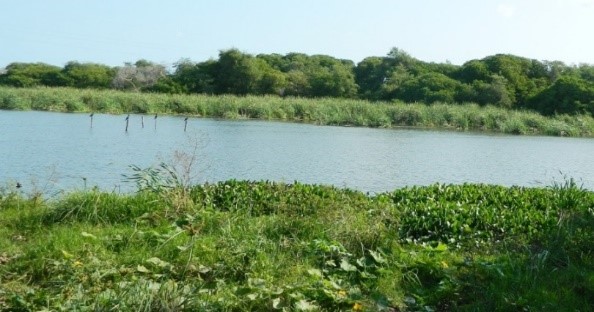 Corpoguajira realiza acciones para la conservación de los humedales del departamento