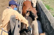 En Cesar se inicia vacunación contra la aftosa, dentro de las zonas de frontera con Venezuela