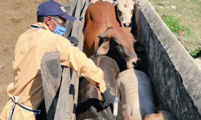 En Cesar se inicia vacunación contra la aftosa, dentro de las zonas de frontera con Venezuela