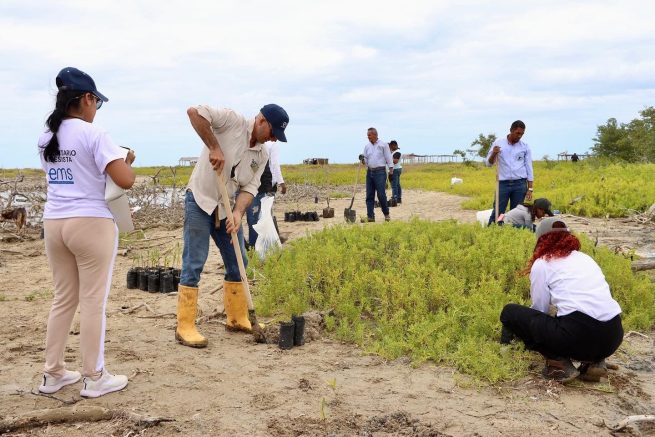 Con jornada de sembratón se fortalece trabajo de conservación de Musichi, La Guajira
