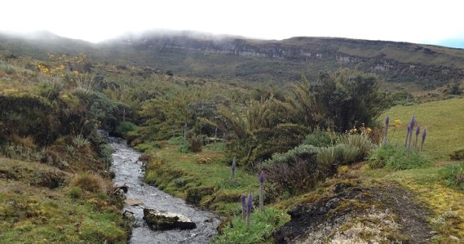 Procuraduría gana demanda para que se desarrolle ley de gestión climática