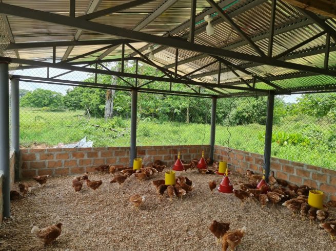 Se busca mejorar las condiciones de bienestar de las aves en Colombia