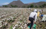 Así vigilan los cultivos de algodón de La Guajira