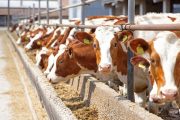 Colombia obtiene el reconocimiento cómo país libre de Perineumonía Contagiosa Bovina por la OMSA