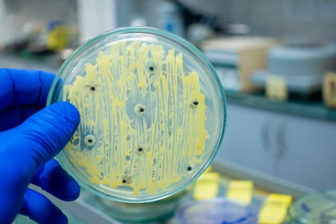 FAO e ICA realizarán taller para evaluar la resistencia a los antimicrobianos en los sectores de la alimentación y la agricultura
