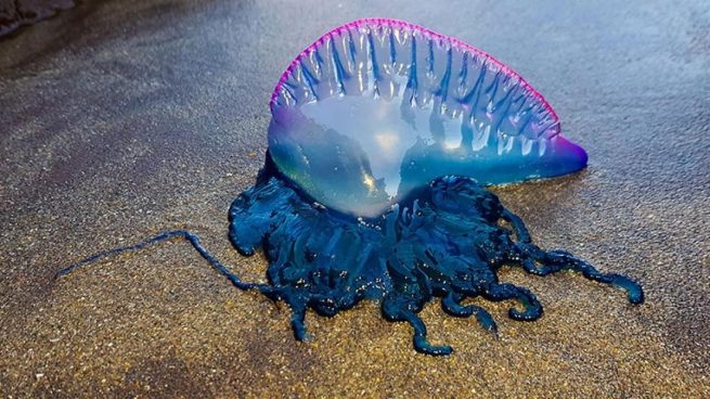 Corpoguajira advierte sobre presencia de fragata portuguesa en playas del departamento