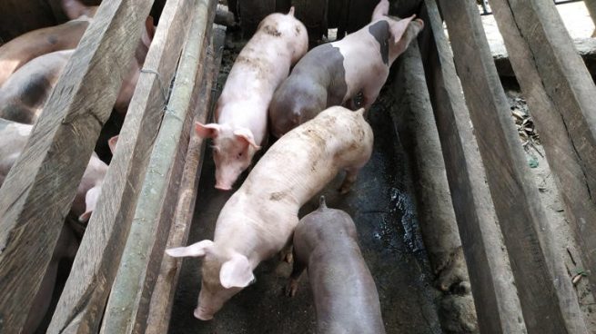 Colombia logró la apertura del mercado chileno para la exportación de mucosa de origen porcino con fines farmacéuticos