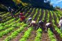 ANT aprueba 147.634 hectáreas de tierra productiva para la Reforma Agraria