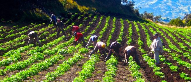 ANT aprueba 147.634 hectáreas de tierra productiva para la Reforma Agraria