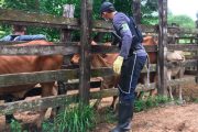 En 14 días se han vacunado 670.000 animales contra fiebre aftosa en zonas de frontera con Venezuela