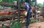 En 14 días se han vacunado 670.000 animales contra fiebre aftosa en zonas de frontera con Venezuela