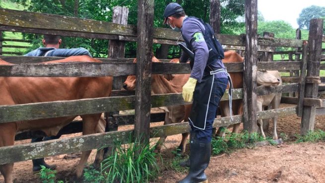 En 14 días se han vacunado 670.000 animales contra fiebre aftosa en zonas de frontera con Venezuela